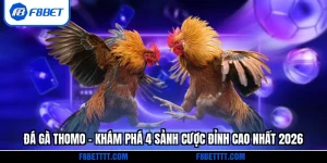 Đá gà Thomo